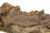 Hadrosaur Jaw, Bone & Tendons In Sandstone - Wyoming #227952-3